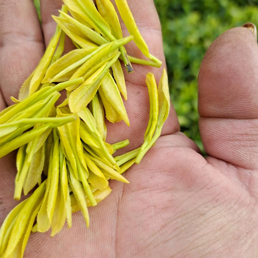 高山白茶李建魏