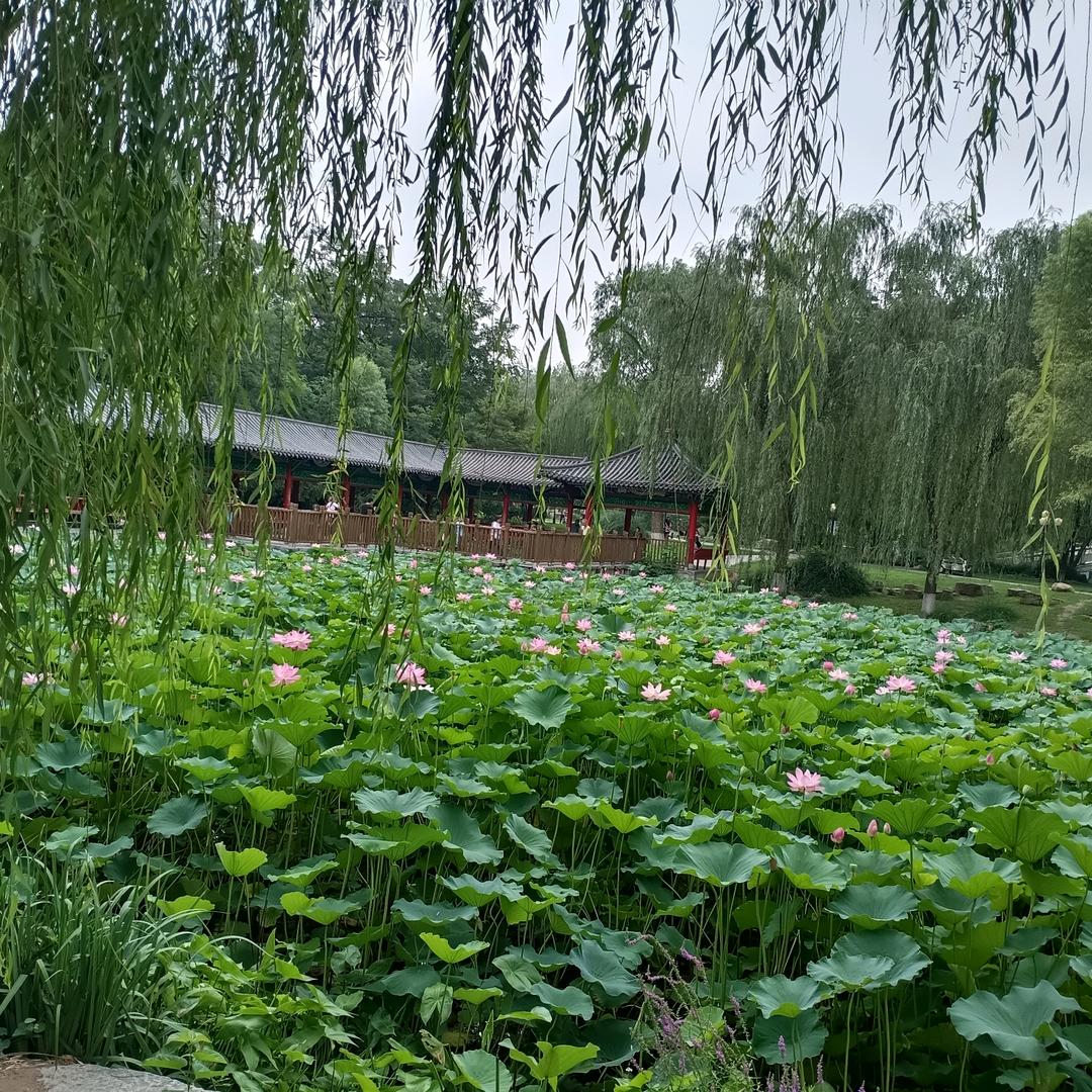 翱翔