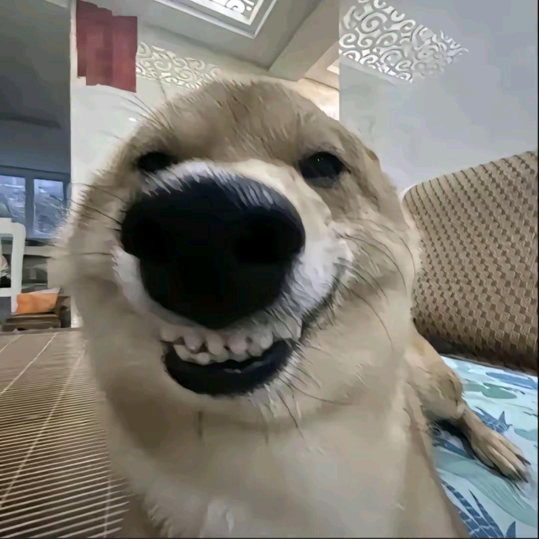 寡妇村马六