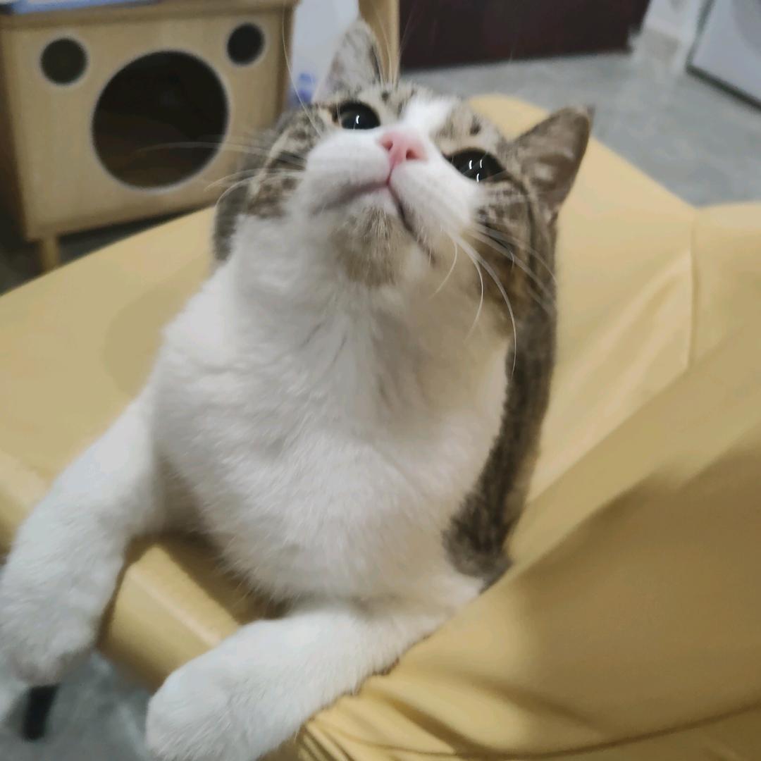 二幺爆啃鸡腿堡.