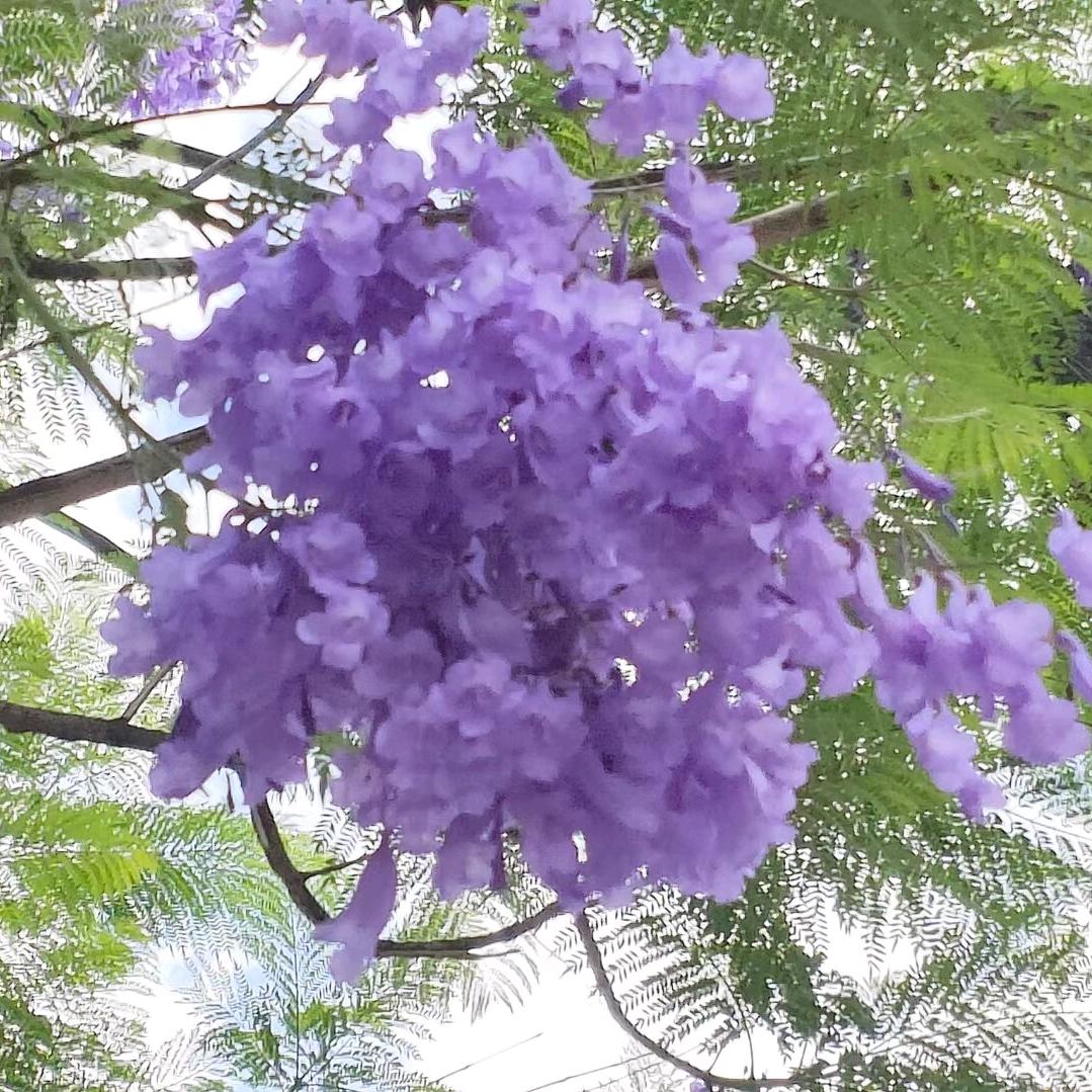 🌸好运🌸莲莲🌸