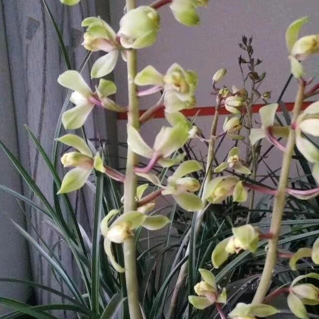 桂花兰苑