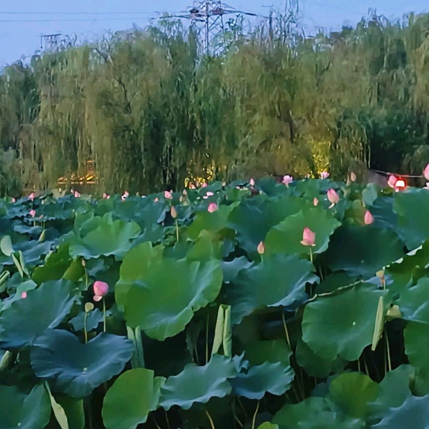 阿狐姐姐