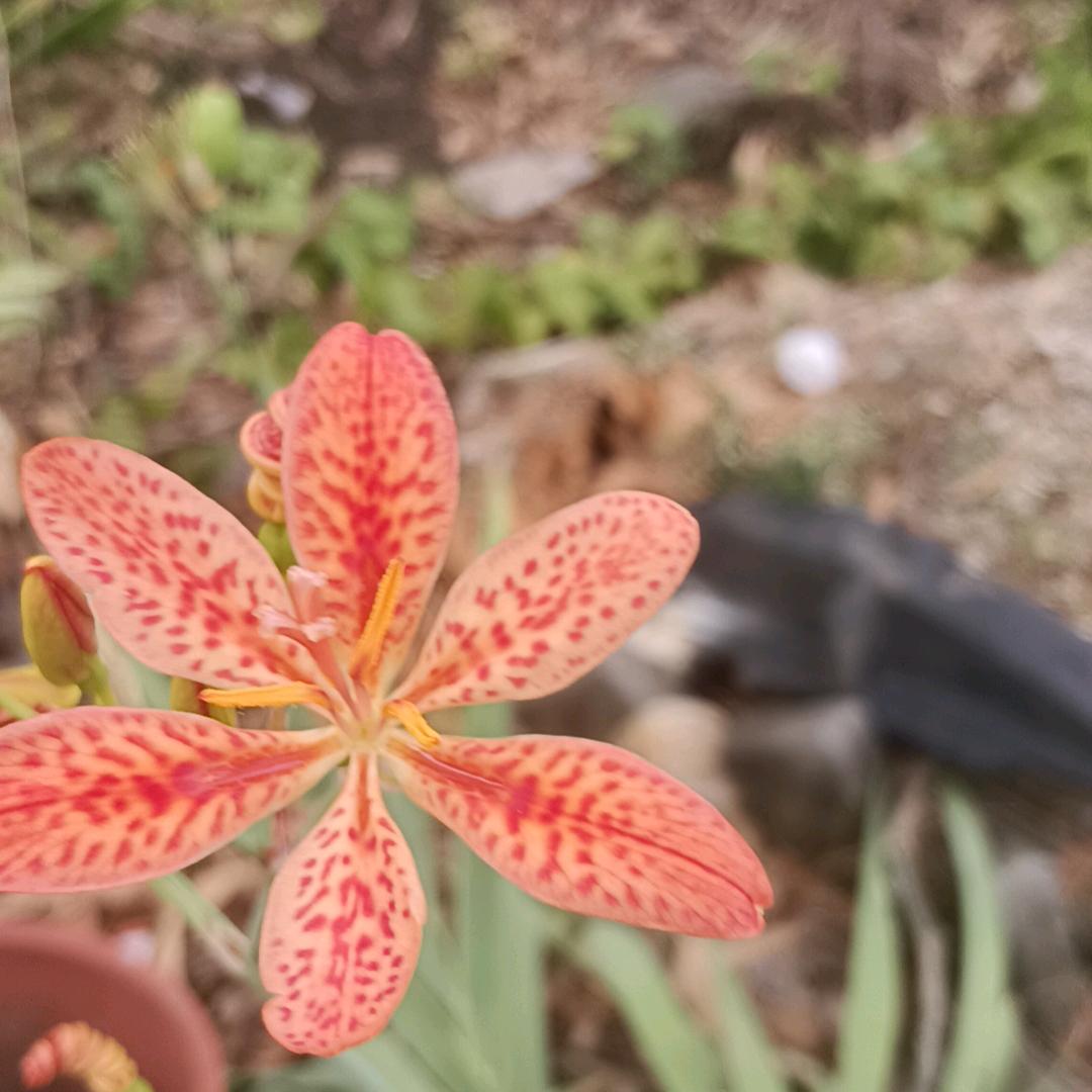 从新来