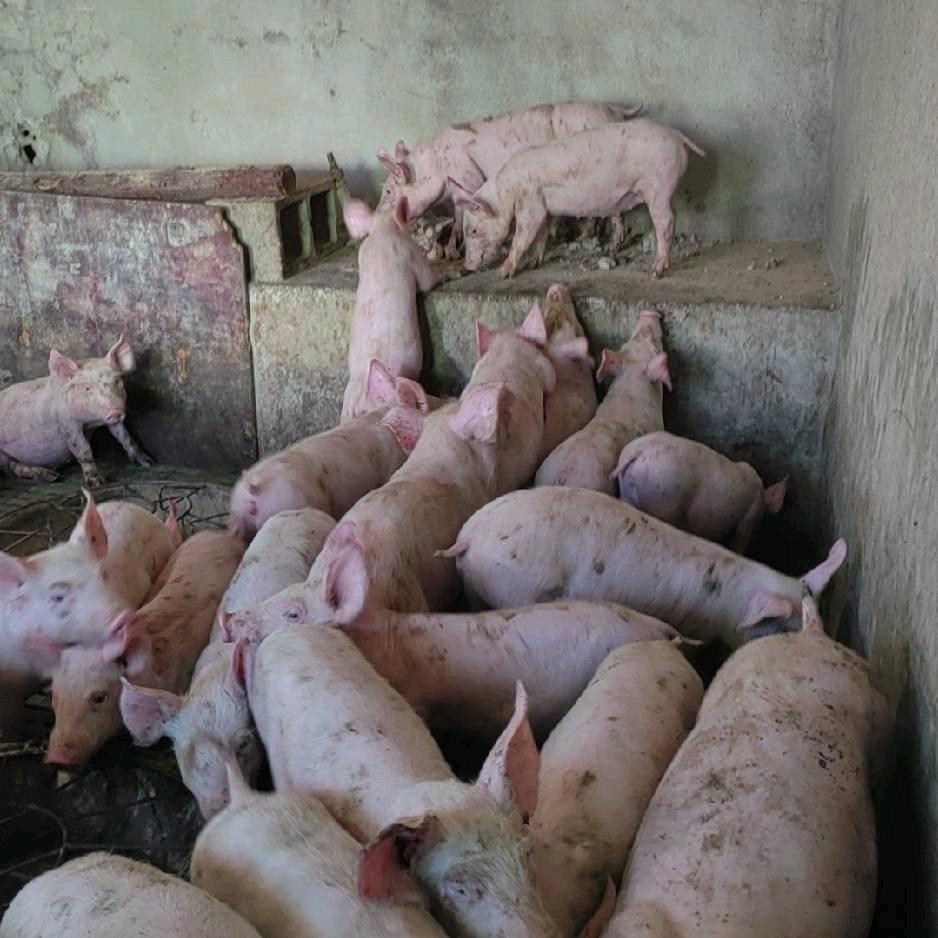 养殖小郭（嗨歌嗨心料）