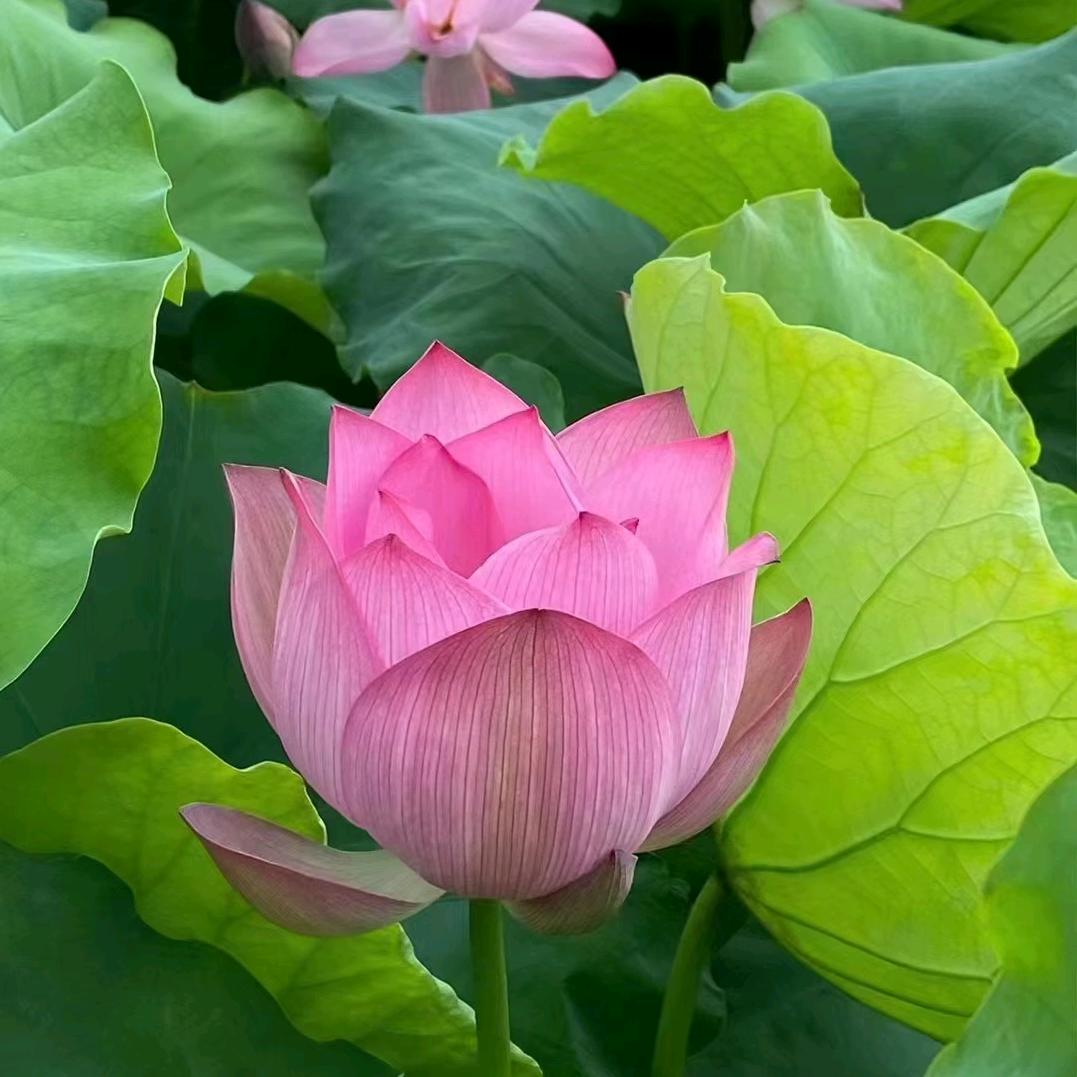 小白兔