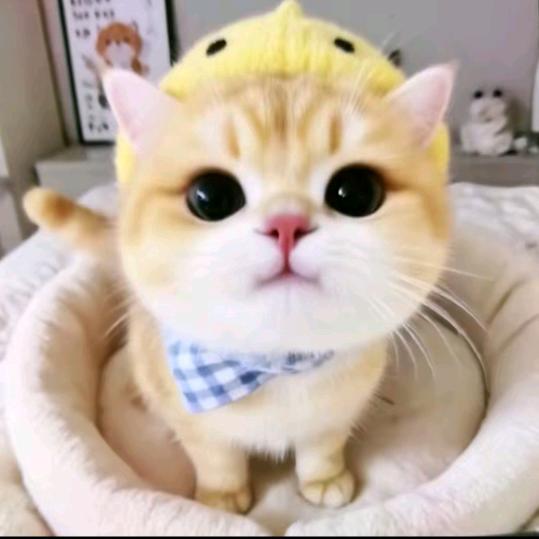 贪吃蛇小一