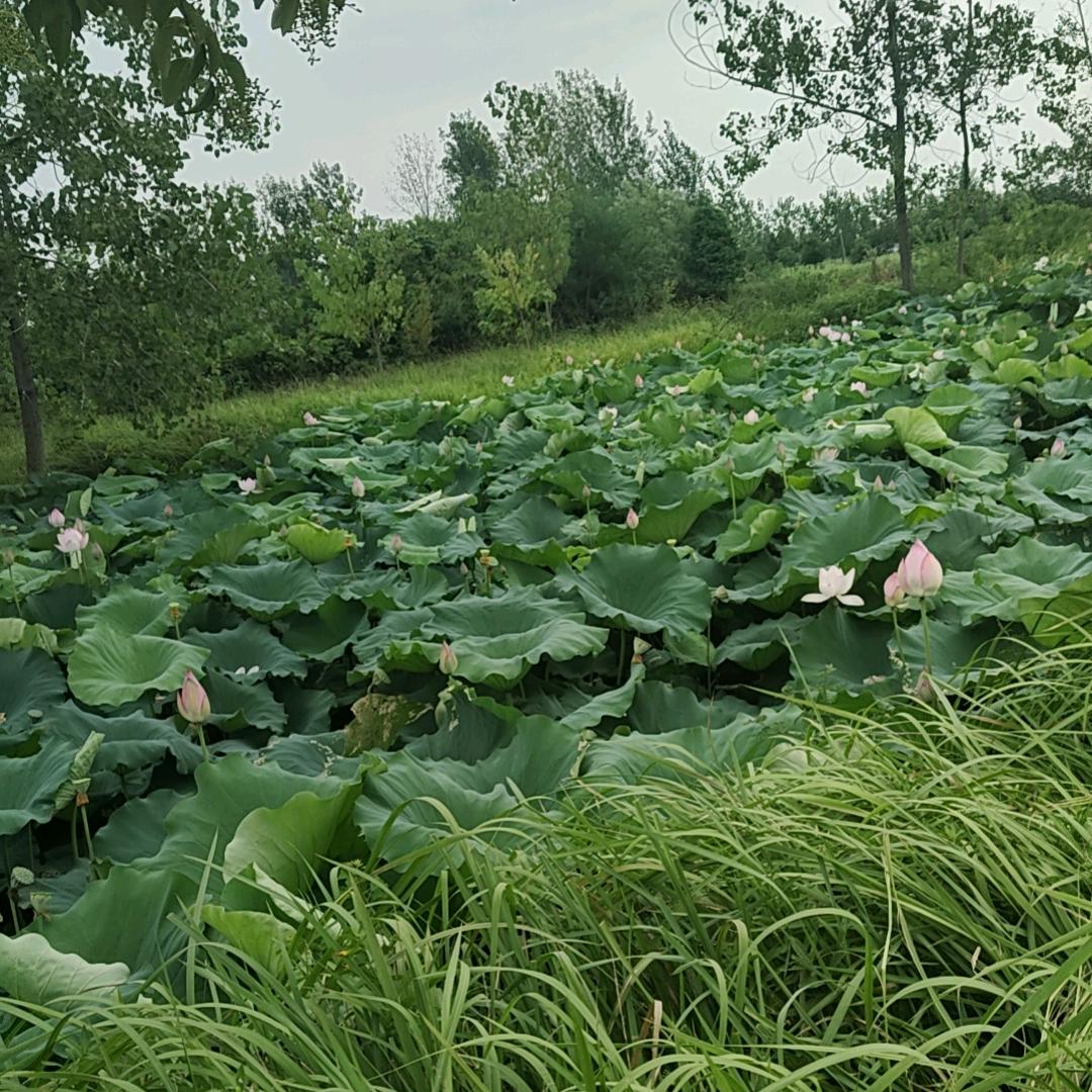 💘草木一秋💘