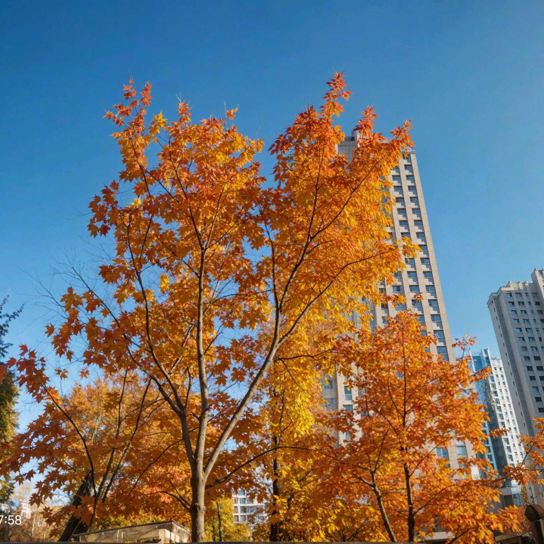 云朵偷喝了奶茶