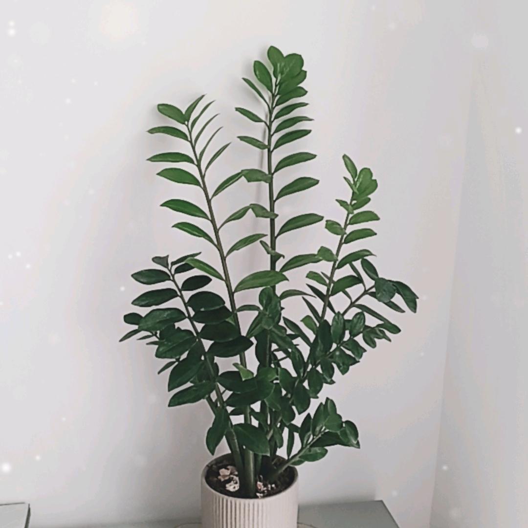 广平