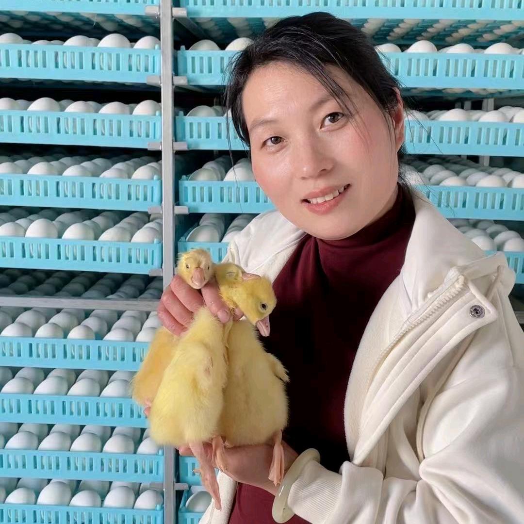 杨姐浙东鹅苗