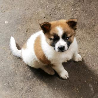 怎许秋风知我意。