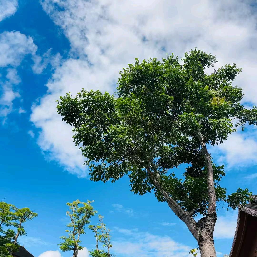 🍃瘾茶🍃