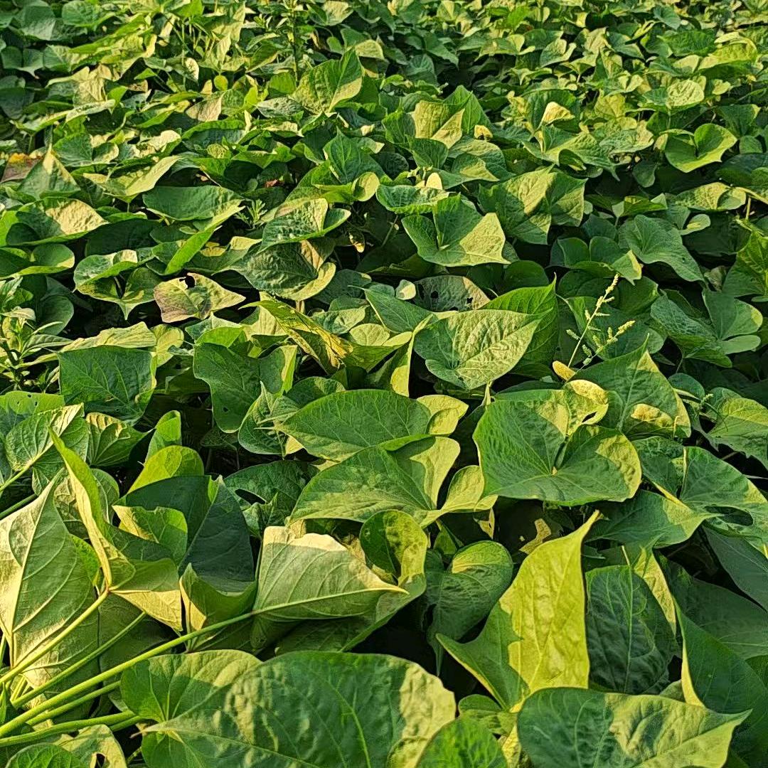 铁仲&权农业小张