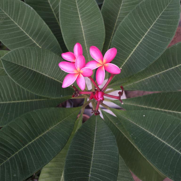 幸福来敲门.