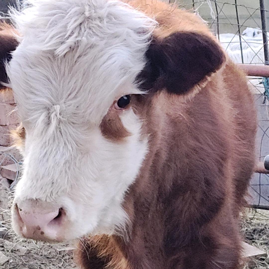 常飞现杀牛羊肉店