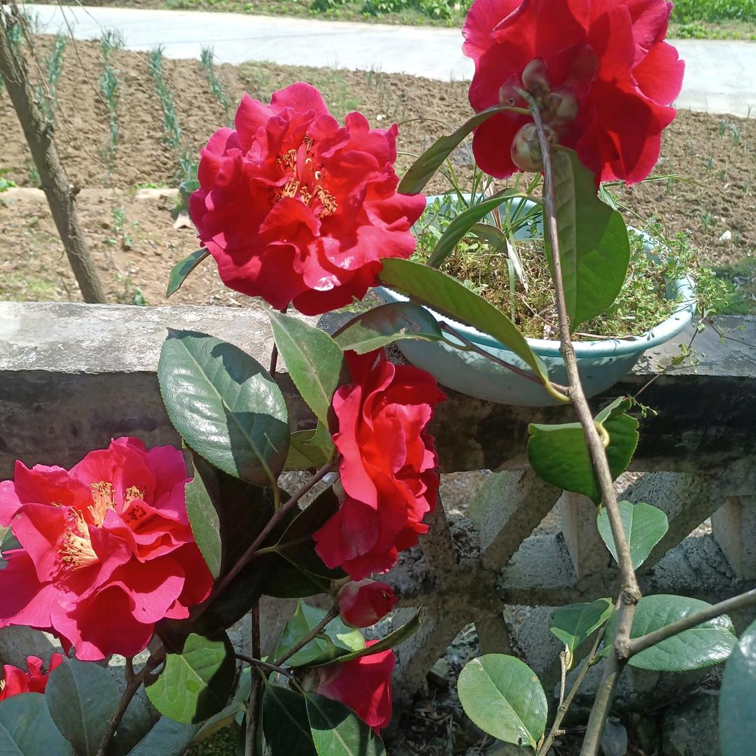 松竹梅岁寒三友