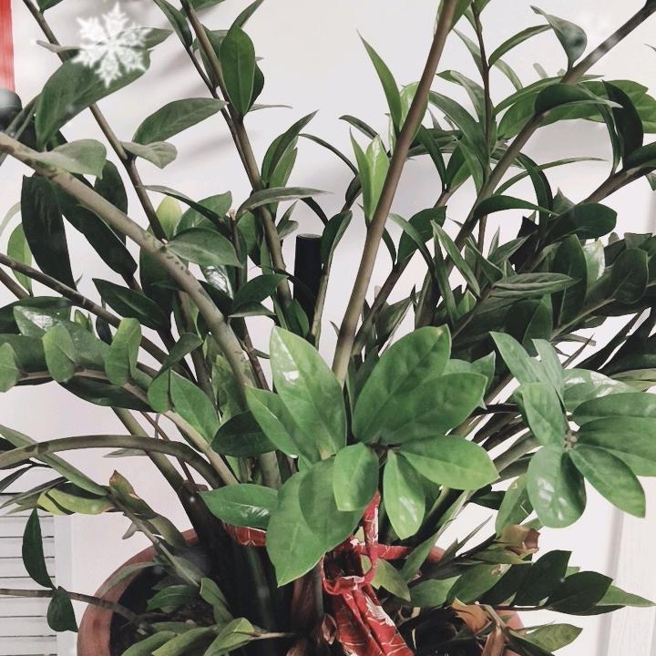 福