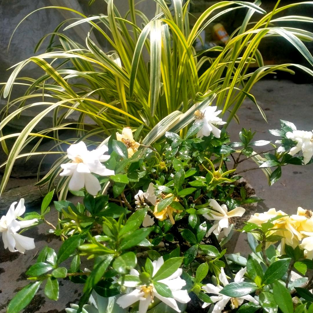 小小豆豆