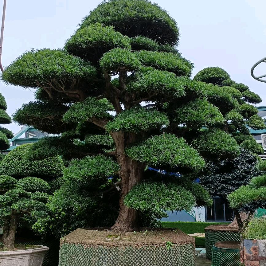 石碑雕刻，成哥.