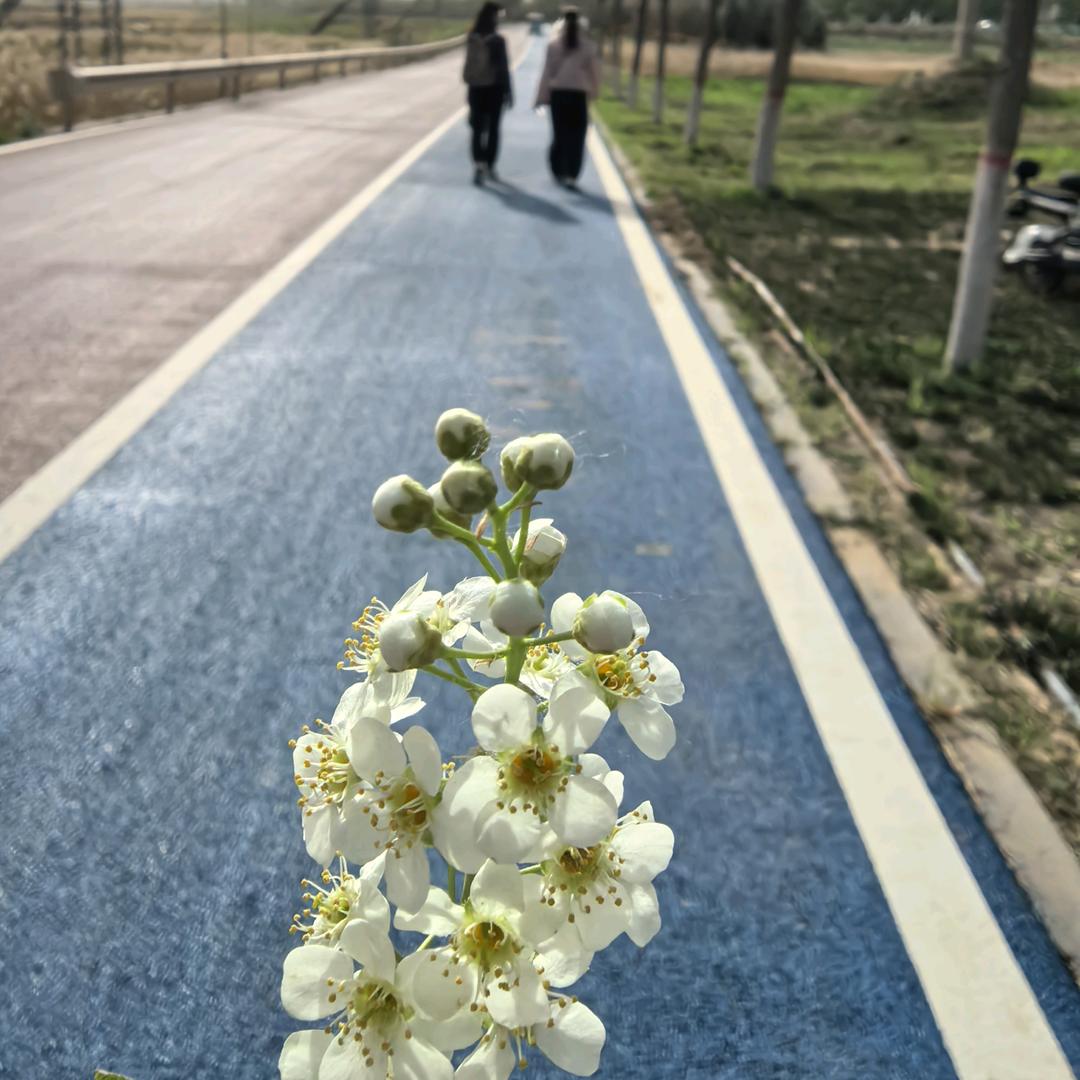 心向太阳