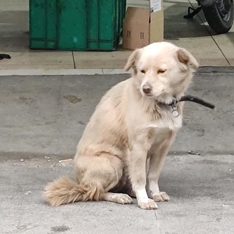 牛马王