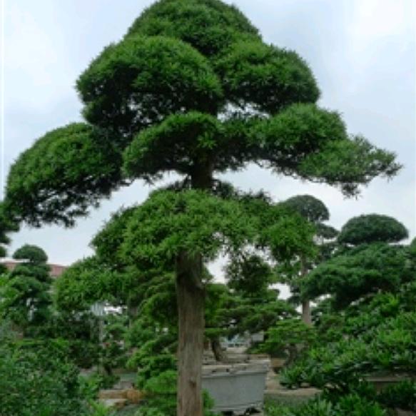 玉兔果果