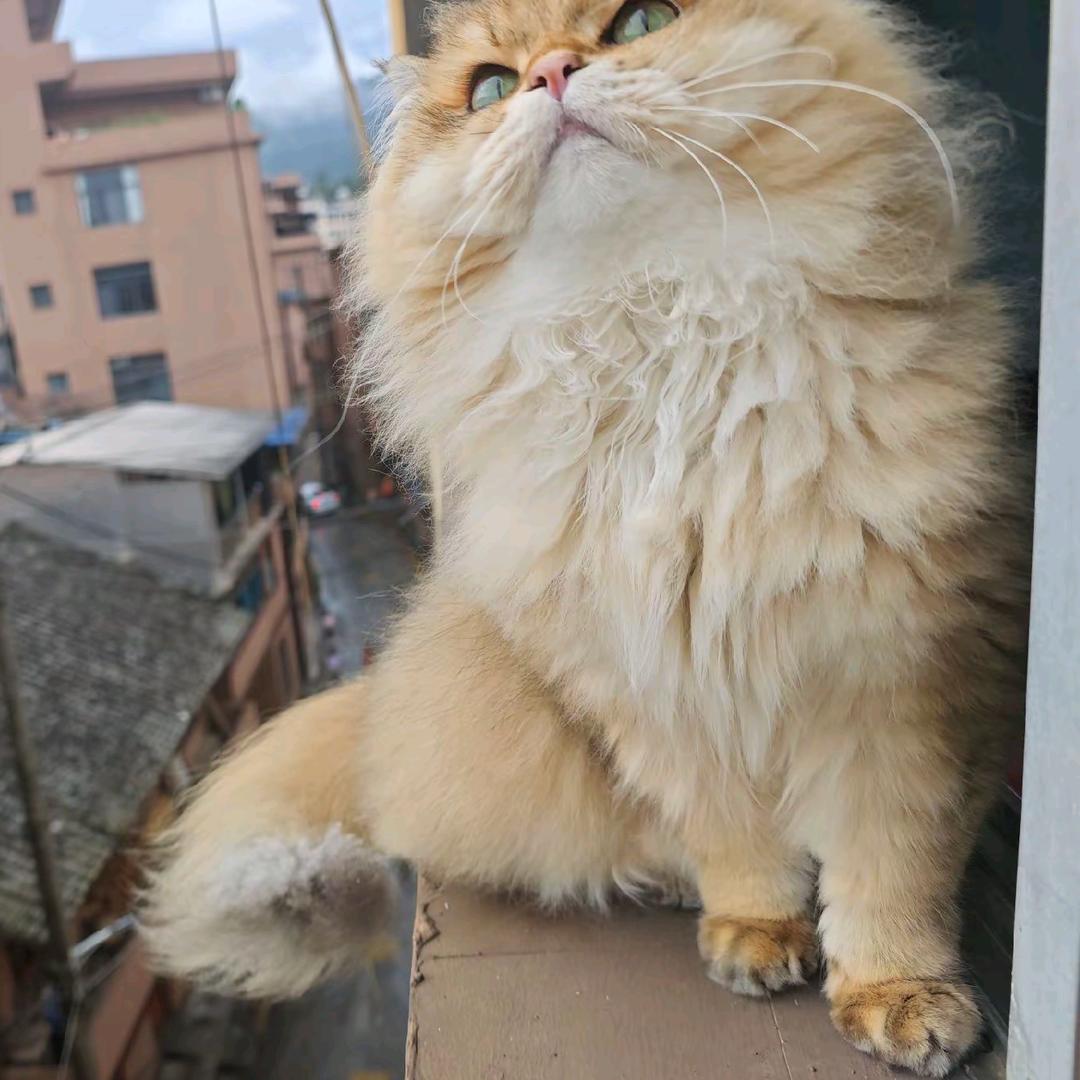 酿宝是只miaow