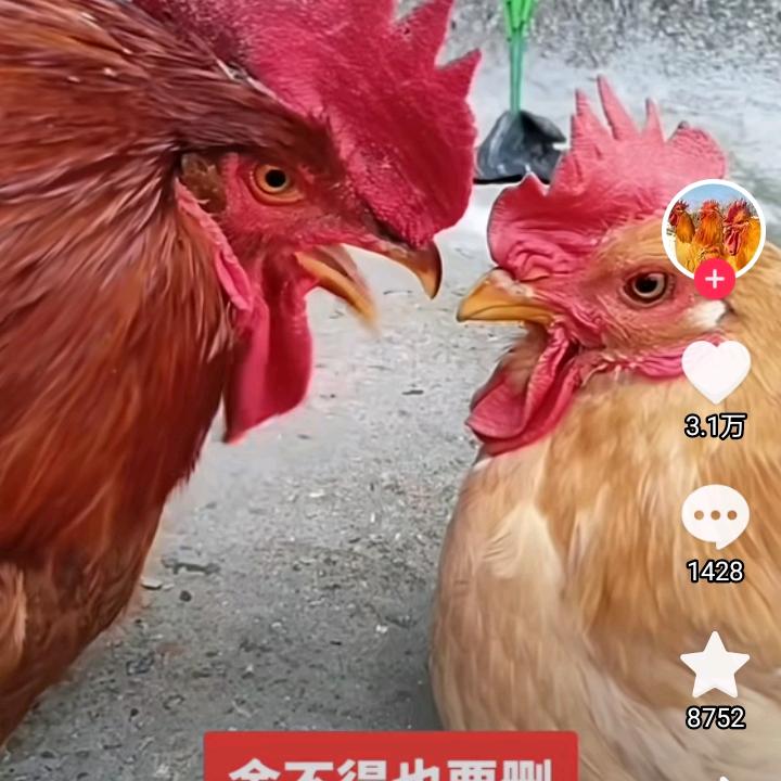 寻找有缘人