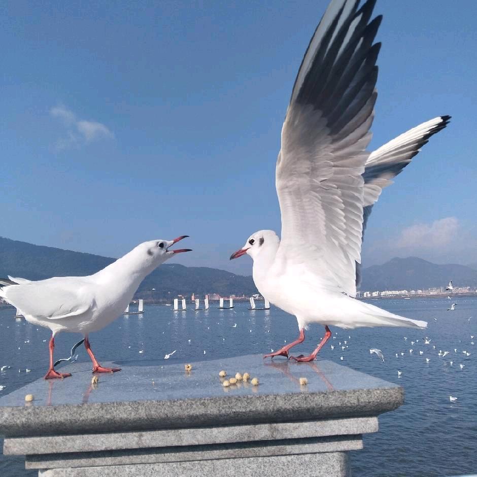 松哥