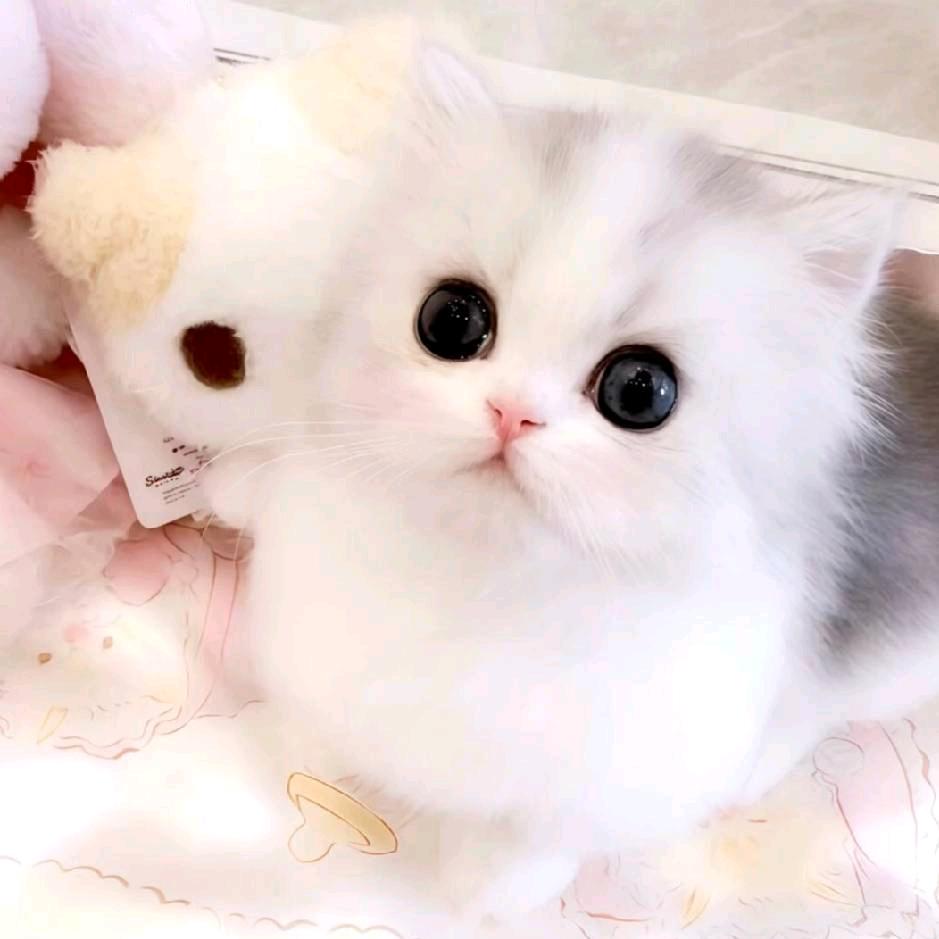 屎到临头还搅便