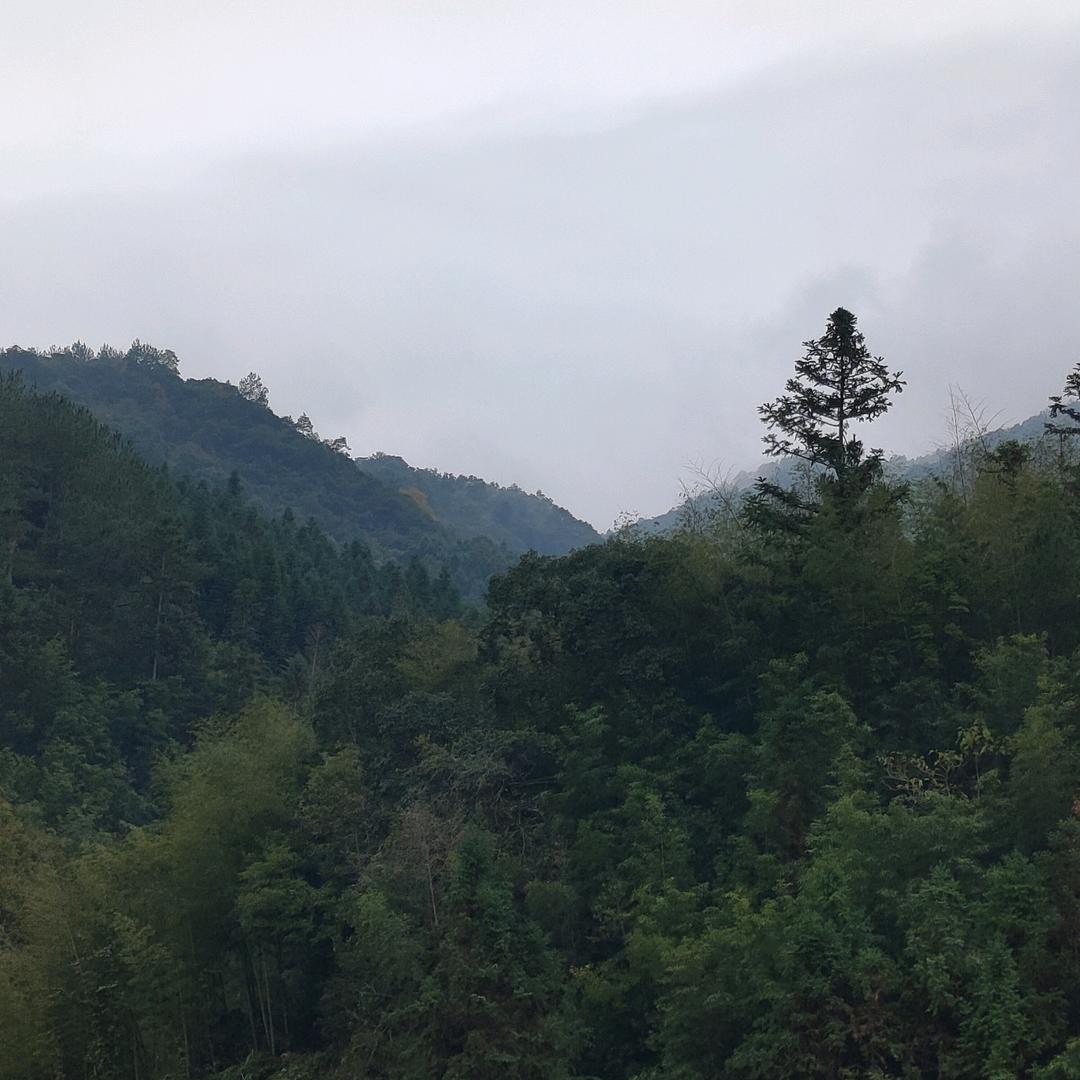 🍊依然眷恋🍊