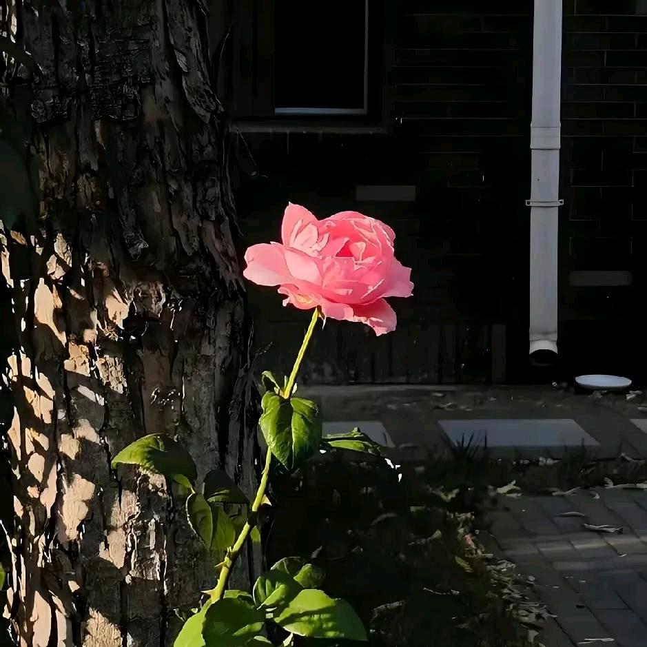 🌻西子