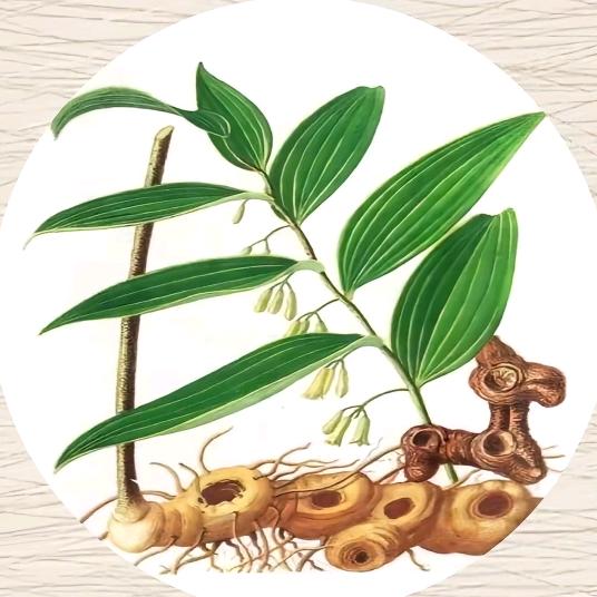 云南沣悦百合种苗基地