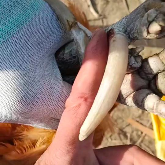 （互）农村土特产