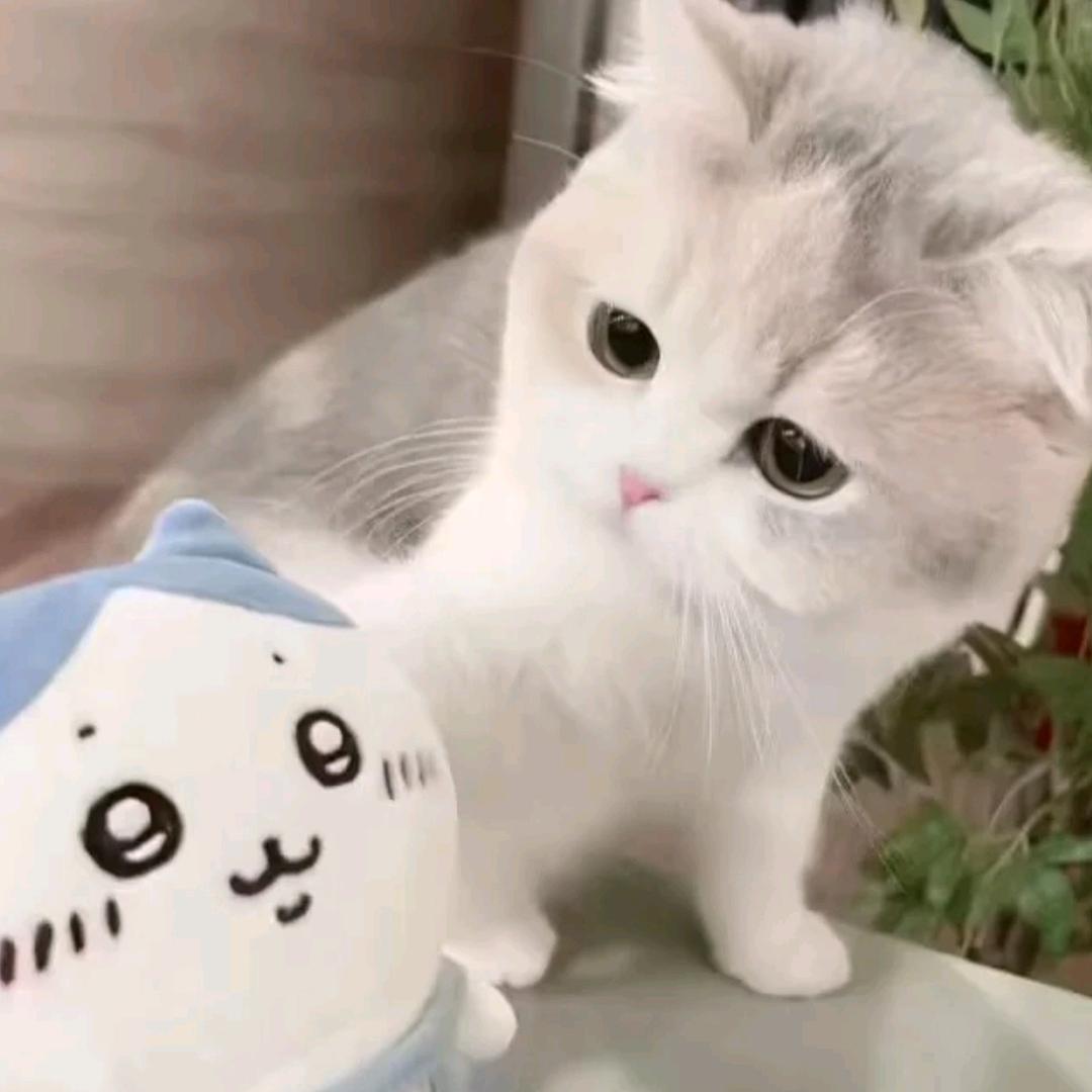 小涛（纯绿）