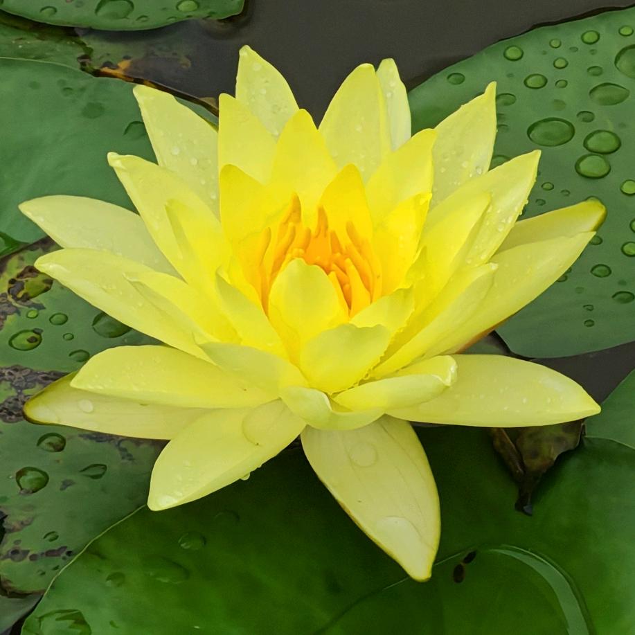 难得糊涂