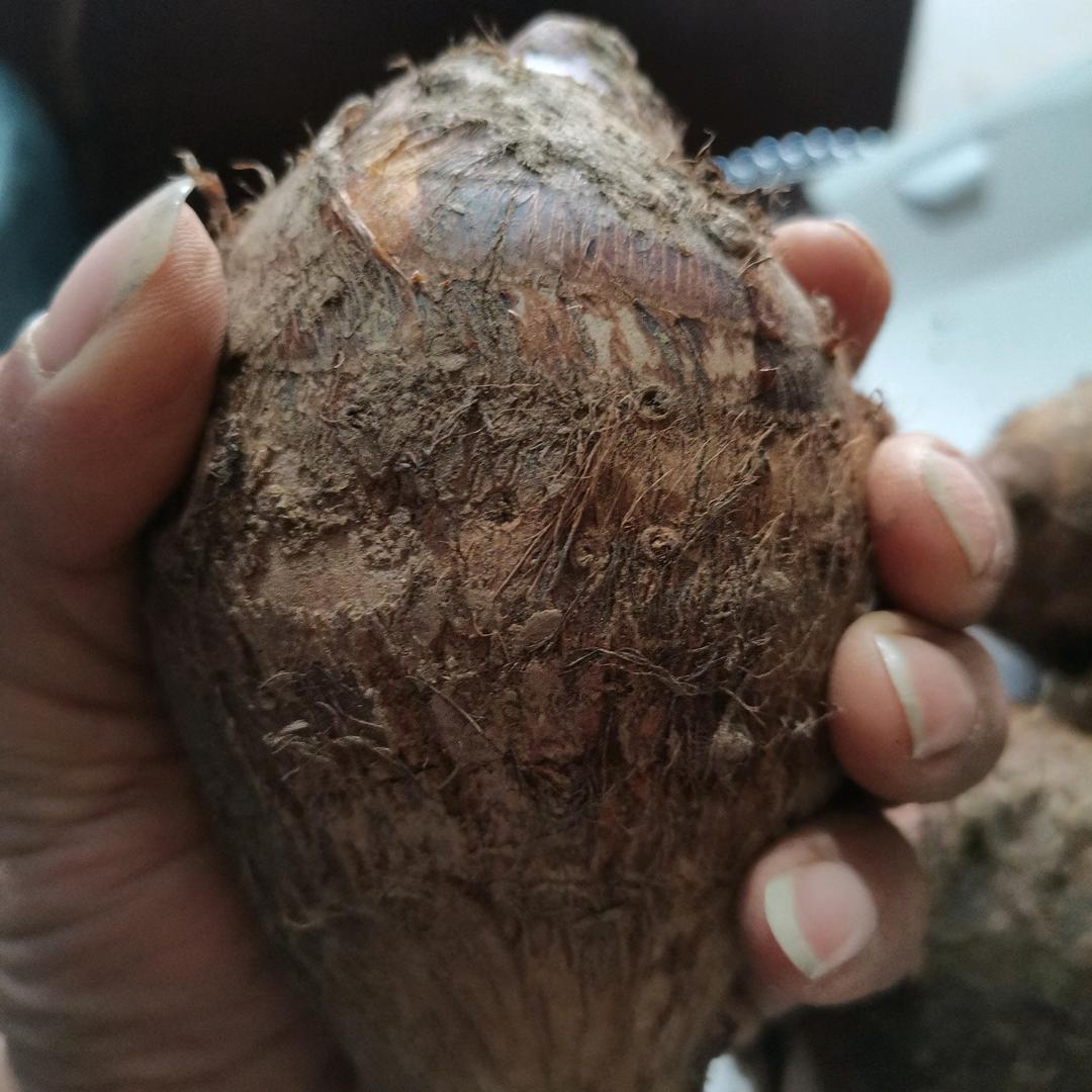 农产品收购，销售，红芽芋头，生姜，八角，