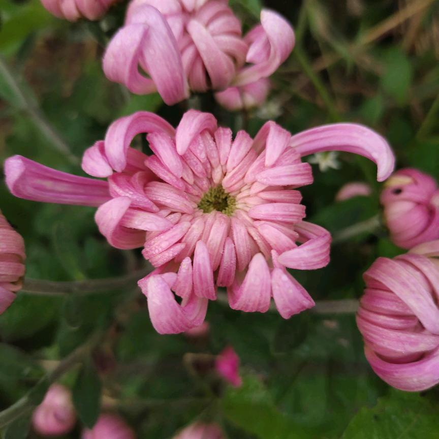 夏云兰🌺🌺🌷🌷🌷🌻🌻