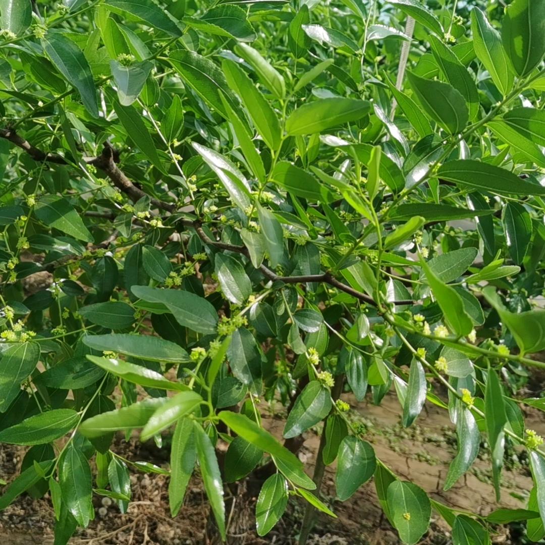 梦想的翅膀