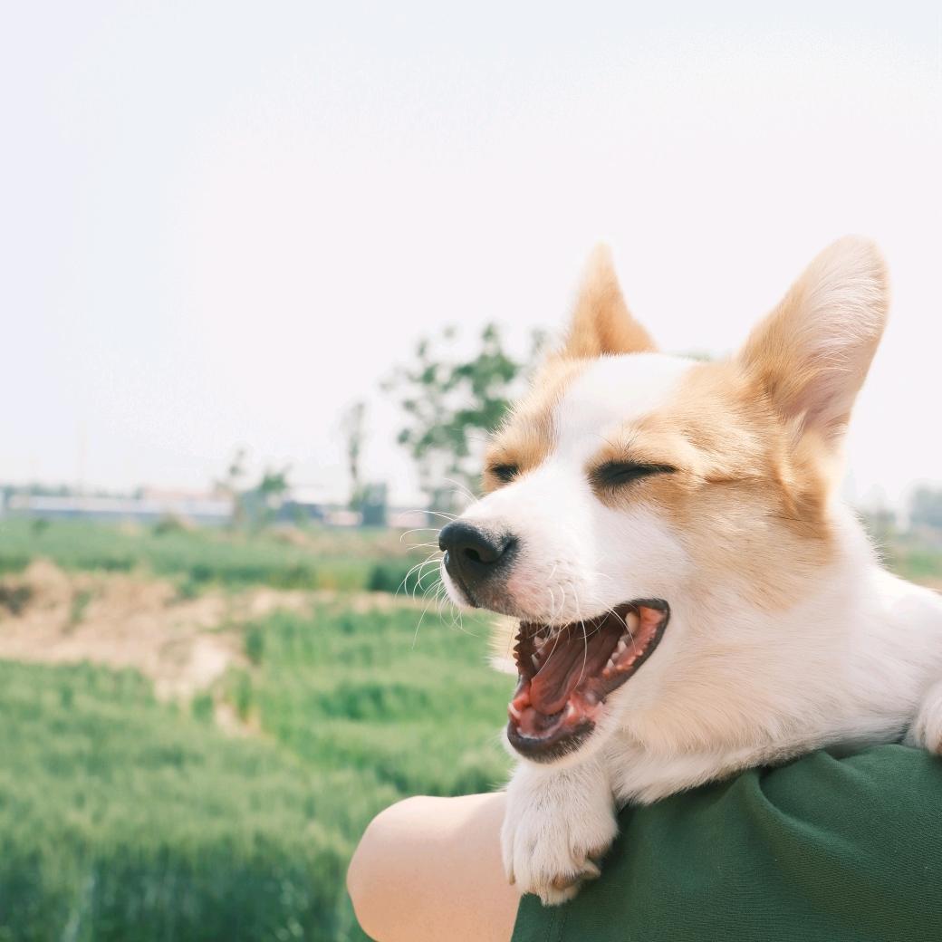 大树🐶本树