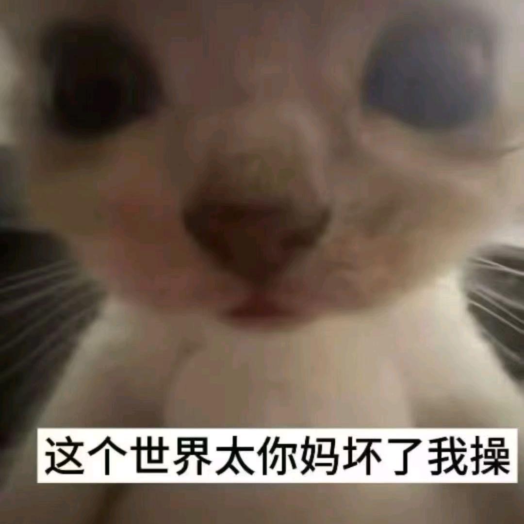 网络甜狗