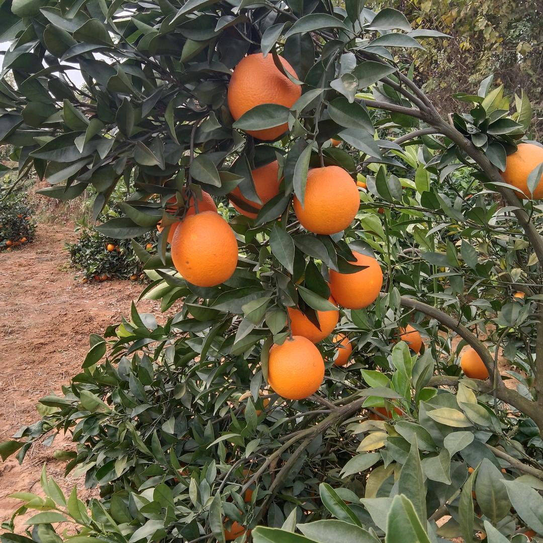 后湖洲