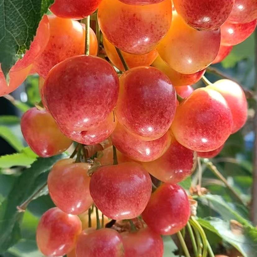 李哥⚡樱梦山海