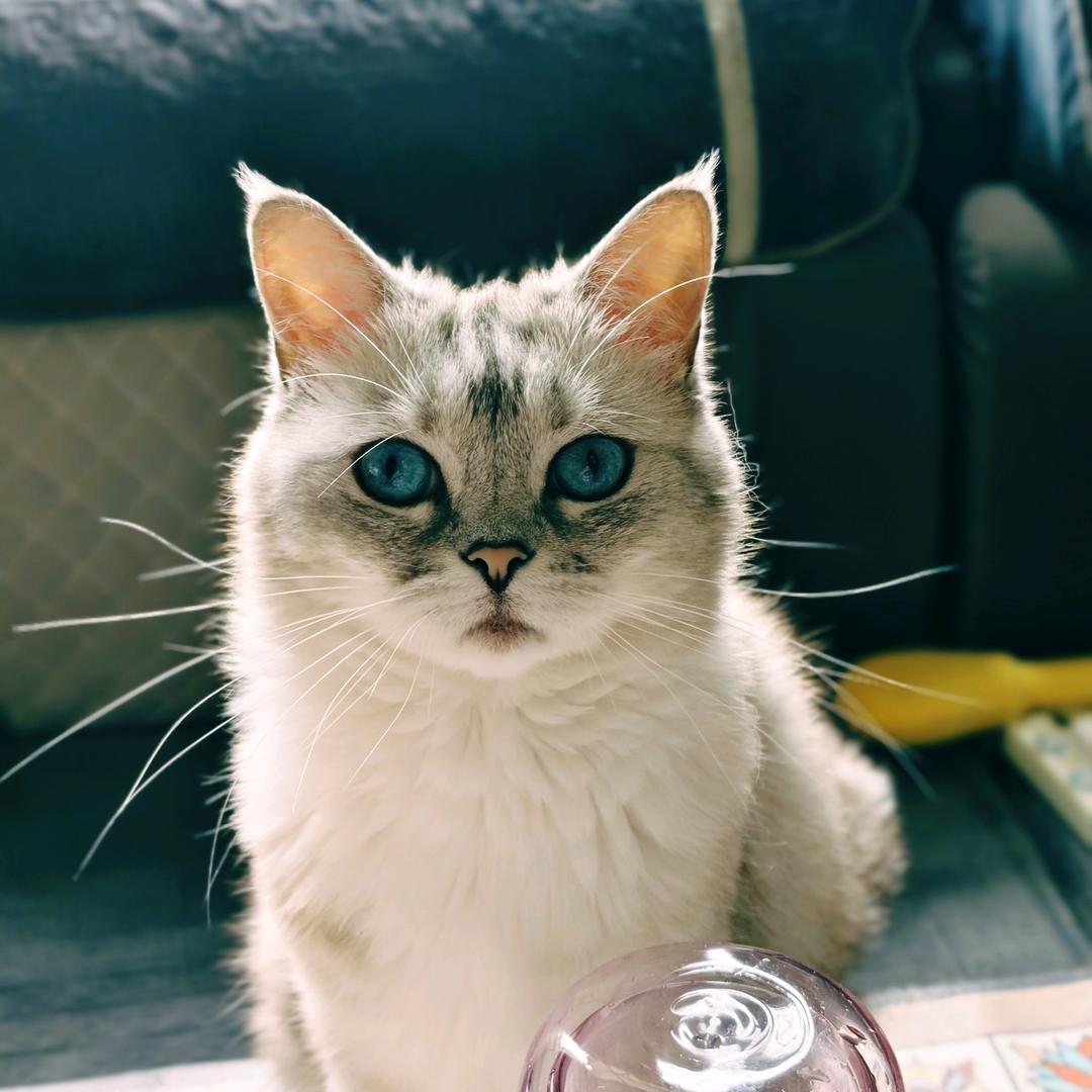 玖玖🐶和立秋🐱