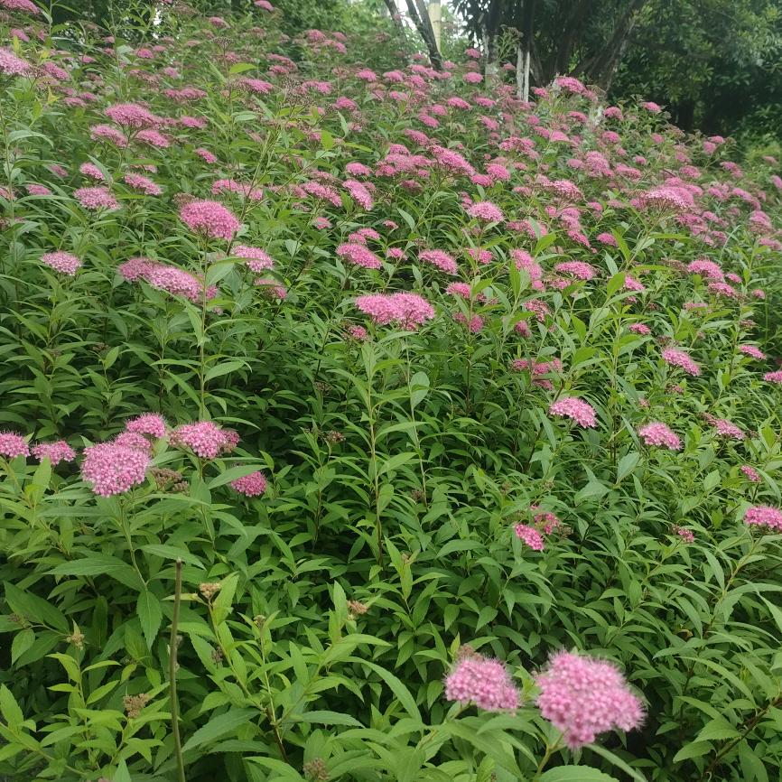 🦋ℒᎭℯ⃝余生ᩚ安好