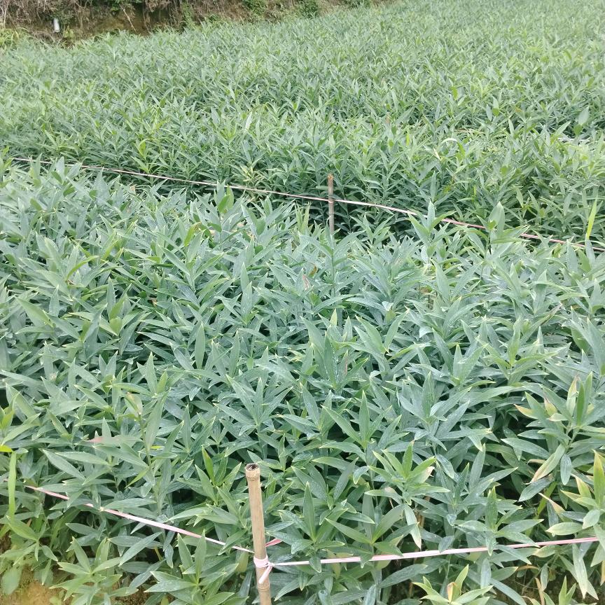 山高为峰~龙牙百合