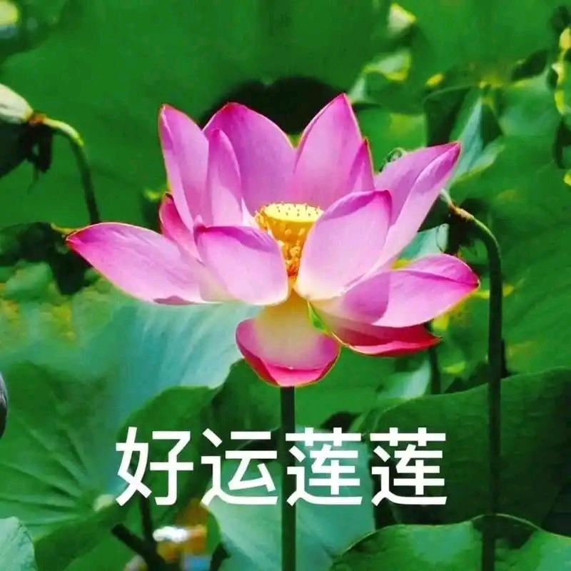 羽連