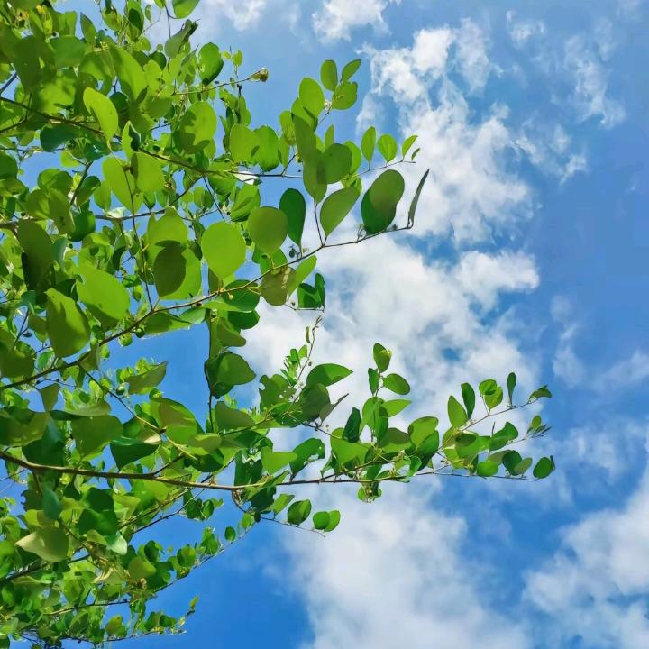 碧落🍁
