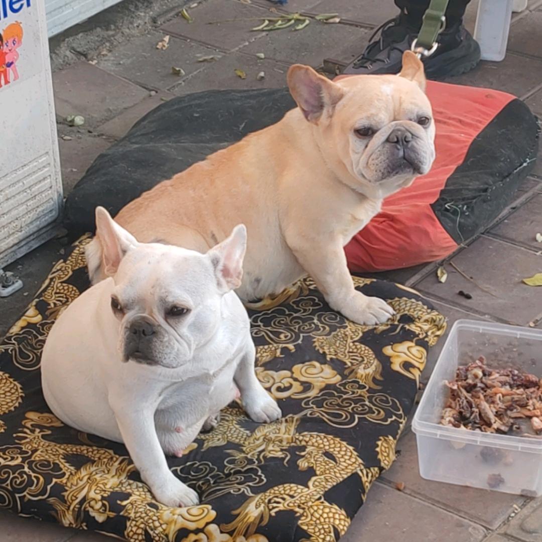 30多只狗狗的日常🐶